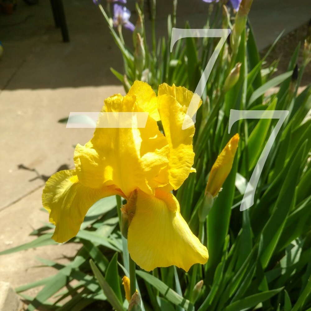 🌱  25 Mixed Tall German Bearded Iris Flower Bulb SEEDS  🌱 - Picture 6 of 9